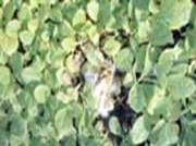 Tobacco
